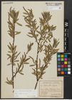 Foto von Salix alba subsp. alba L.